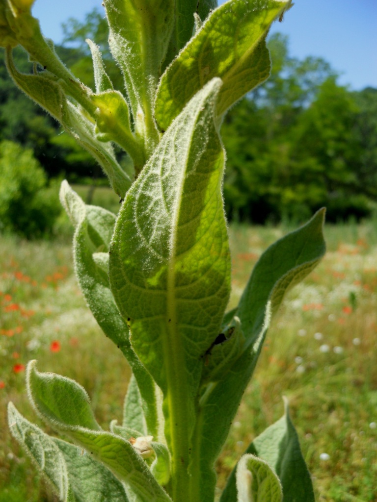 Pianta isolata - Verbascum cfr. thapsus